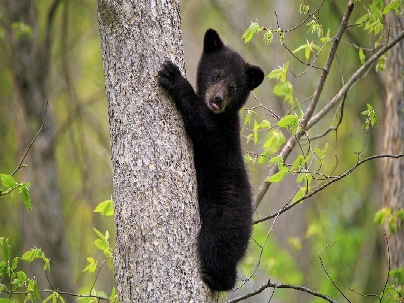 上海最靠谱的代生,代生咨询：在上海公立医院可