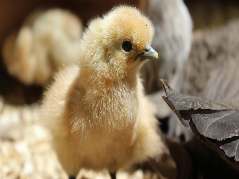 <strong>上海试管女性要吃什么（深圳试管骗局套路）</strong>