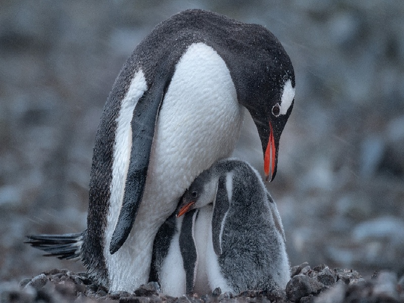 EM 试管婴儿（长方案和短方案费用）